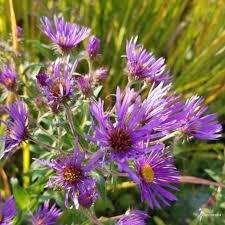 Image result for Aster novae-angliae