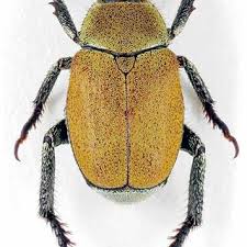 Attēlu rezultāti vaicājumam “Hoplia parvula imago”