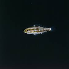 Image result for Scarus rubroviolaceus