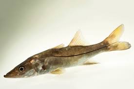 Image result for Centropomus undecimalis