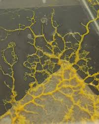 Attēlu rezultāti vaicājumam “Physarum luteolum”