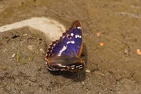 Attēlu rezultāti vaicājumam “Apatura ilia female”