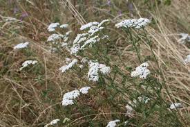 Image result for Achillea millefolium