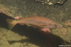 Image result for Pollachius pollachius