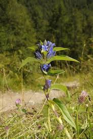 Attēlu rezultāti vaicājumam “Gentiana cruciata flower”