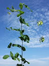 Attēlu rezultāti vaicājumam “Vicia pisiformis”