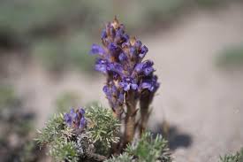 Attēlu rezultāti vaicājumam “Orobanche coerulescens flower”