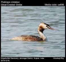 Attēlu rezultāti vaicājumam “Podiceps cristatus”