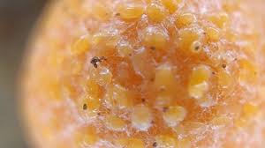 Attēlu rezultāti vaicājumam “Oligonema favogineum sessile”