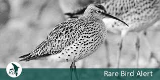 Image result for Numenius tenuirostris