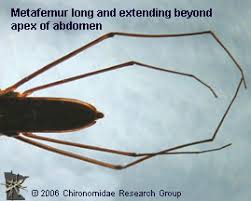 Attēlu rezultāti vaicājumam “Gerridae”