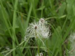 Attēlu rezultāti vaicājumam “Eriophorum gracile fruit”