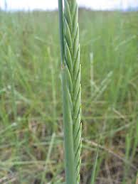 Attēlu rezultāti vaicājumam “Elytrigia repens subsp. arenosa”