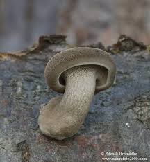 Attēlu rezultāti vaicājumam “Polyporus ciliatus”