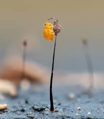 Attēlu rezultāti vaicājumam “Trichia varia macro”