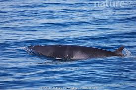 Image result for Balaenoptera acutorostrata