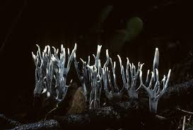 Attēlu rezultāti vaicājumam “Xylaria”