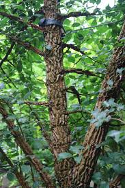 Attēlu rezultāti vaicājumam “Ulmus minor f. suberosa”