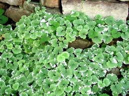 Image result for Glechoma hederacea