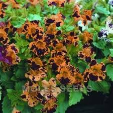 Image result for Mimulus x hybrida