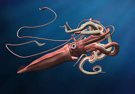 Image result for Dosidicus gigas