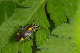 Attēlu rezultāti vaicājumam “Capsodes gothicus”