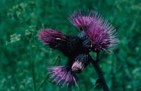 Attēlu rezultāti vaicājumam “Cirsium acaule fruit”