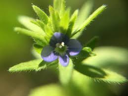 Attēlu rezultāti vaicājumam “Veronica arvensis flower”
