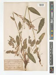 Attēlu rezultāti vaicājumam “Rumex thyrsiflorus”