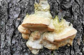 Attēlu rezultāti vaicājumam “Diplomitoporus flavescens”