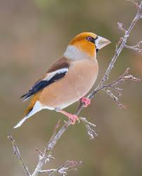 Attēlu rezultāti vaicājumam “Coccothraustes coccothraustes”