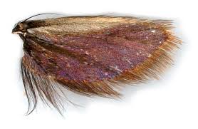 Attēlu rezultāti vaicājumam “Adela cuprella”