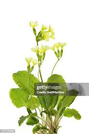 Attēlu rezultāti vaicājumam “Primula veris”