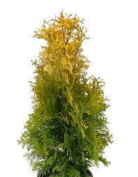 Attēlu rezultāti vaicājumam “Thuja occidentalis”