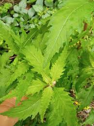 Image result for Chenopodium ambrosioides
