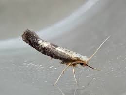 Attēlu rezultāti vaicājumam “Argyresthia spinosella”