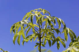 Attēlu rezultāti vaicājumam “Kalopanax septemlobus fruit”