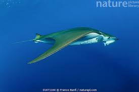 Image result for Mobula tarapacana