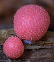 Attēlu rezultāti vaicājumam “Lycogala persicum spores”