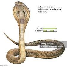 Attēlu rezultāti vaicājumam “Serpentes”