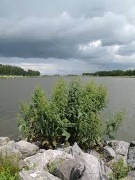 Attēlu rezultāti vaicājumam “Rumex hydrolapathum”