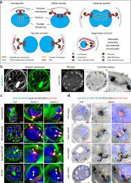 Attēlu rezultāti vaicājumam “undetermined plasmodium”