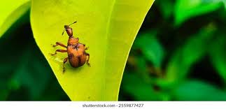 Attēlu rezultāti vaicājumam “Attelabidae”