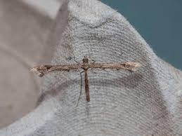 Attēlu rezultāti vaicājumam “Platyptilia sp.”