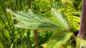 Attēlu rezultāti vaicājumam “Geum rivale leaf”