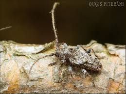 Attēlu rezultāti vaicājumam “Chlorochroa juniperina imago”