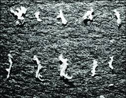 Attēlu rezultāti vaicājumam “Xanthoria candelaria”