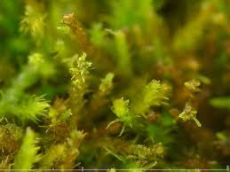 Attēlu rezultāti vaicājumam “Pseudoleskeella nervosa”