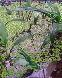 Attēlu rezultāti vaicājumam “Jungermannia subulata”