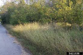 Attēlu rezultāti vaicājumam “Badhamia bethelii stalked”